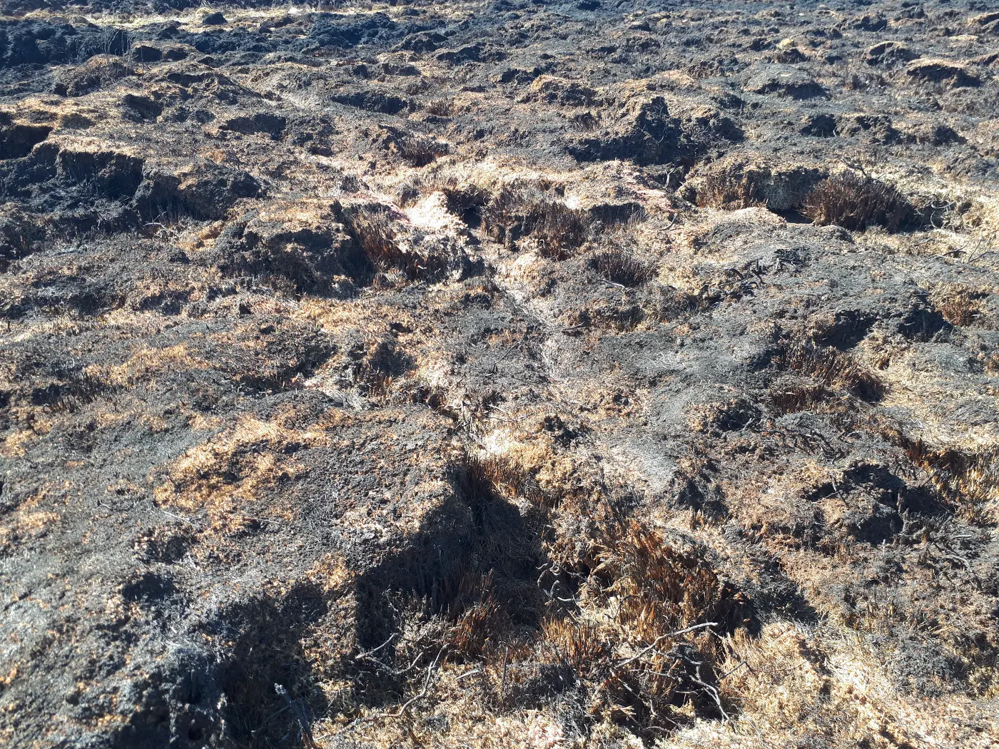 Close-up of burnt peat and Molinia tussocks