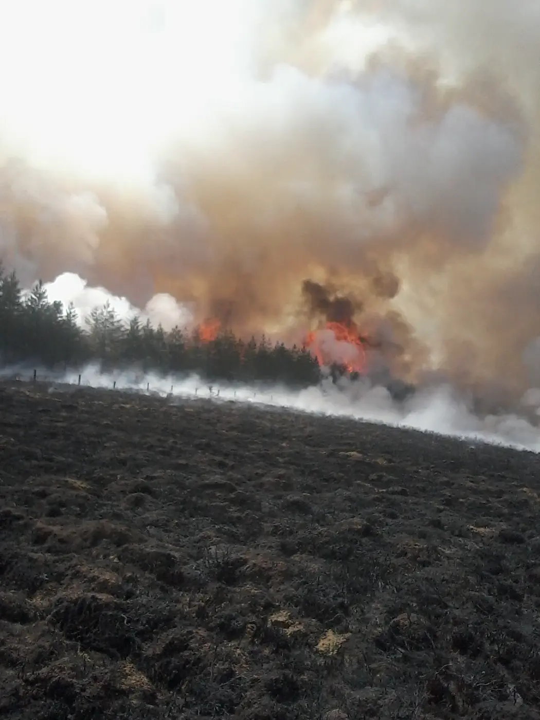 Wildfire and Restoration