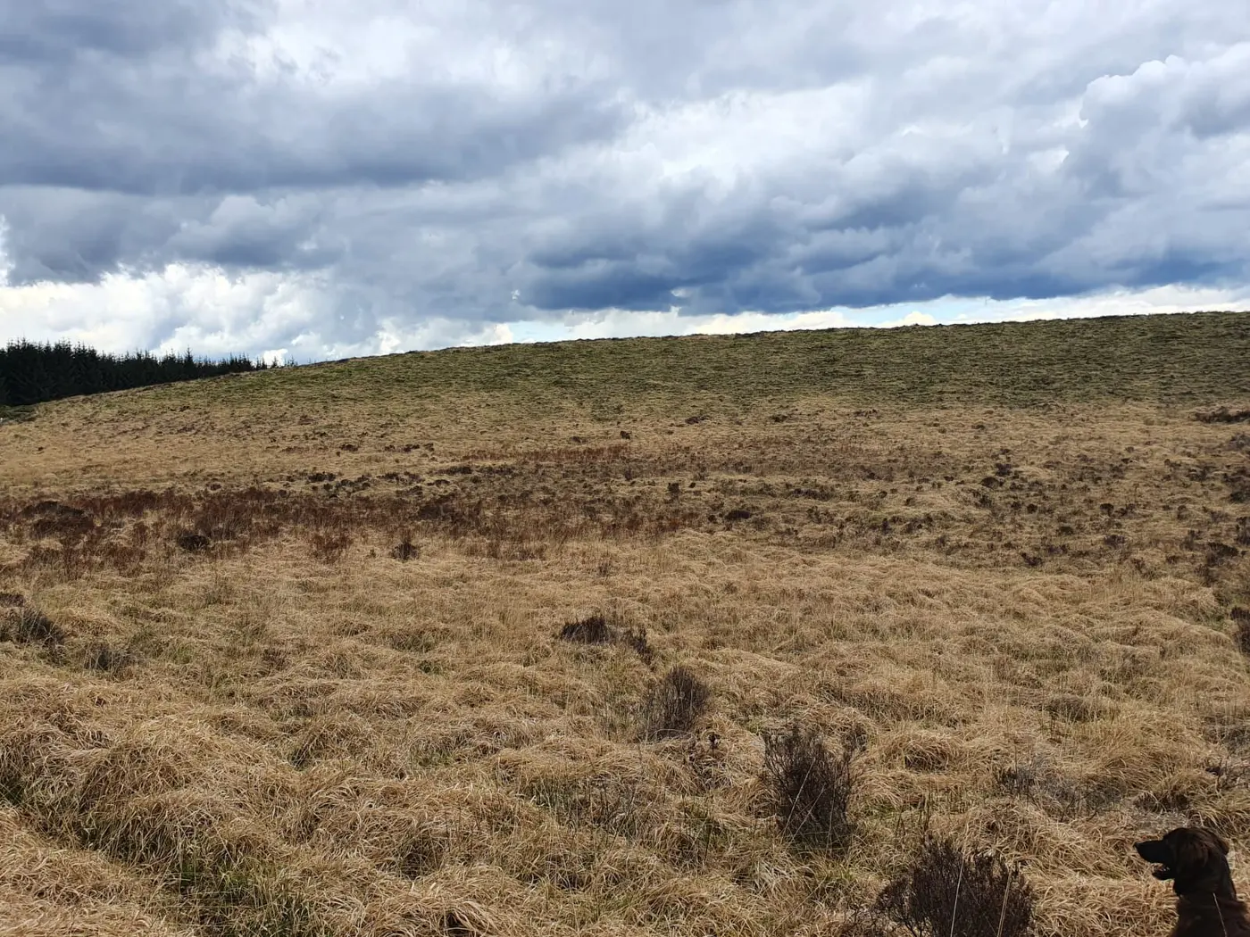 Molinia-dominated blanket bog under a moody sky
