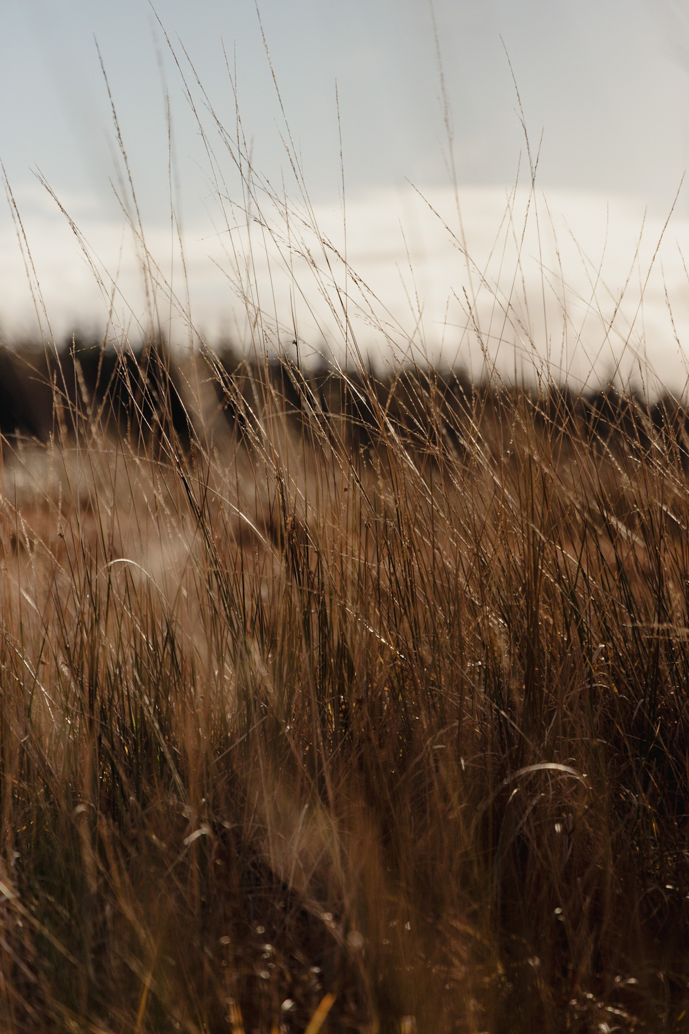 Soft focus bog grass against moody sky
