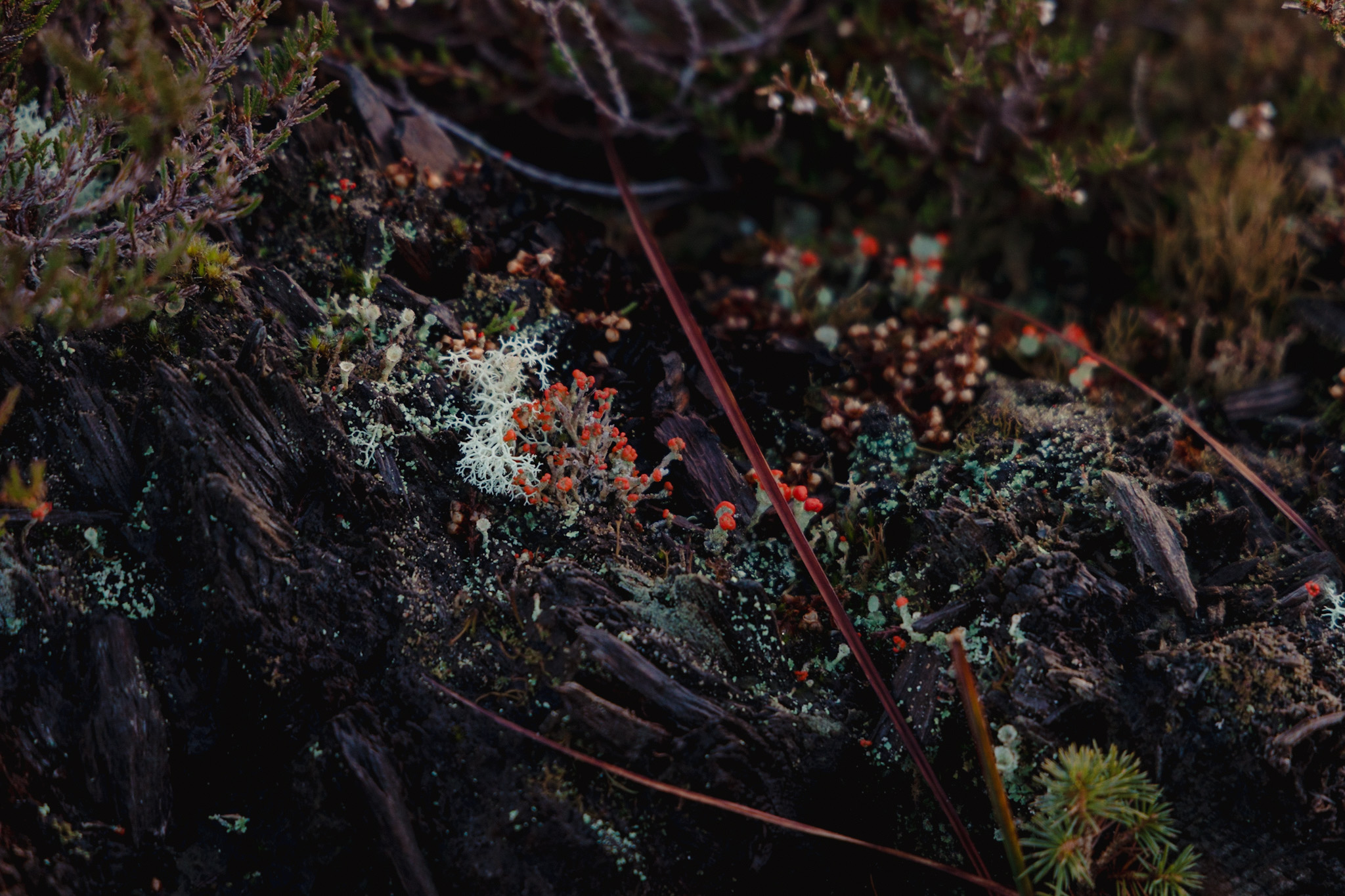 Macro detail of lichen and moss on peat
