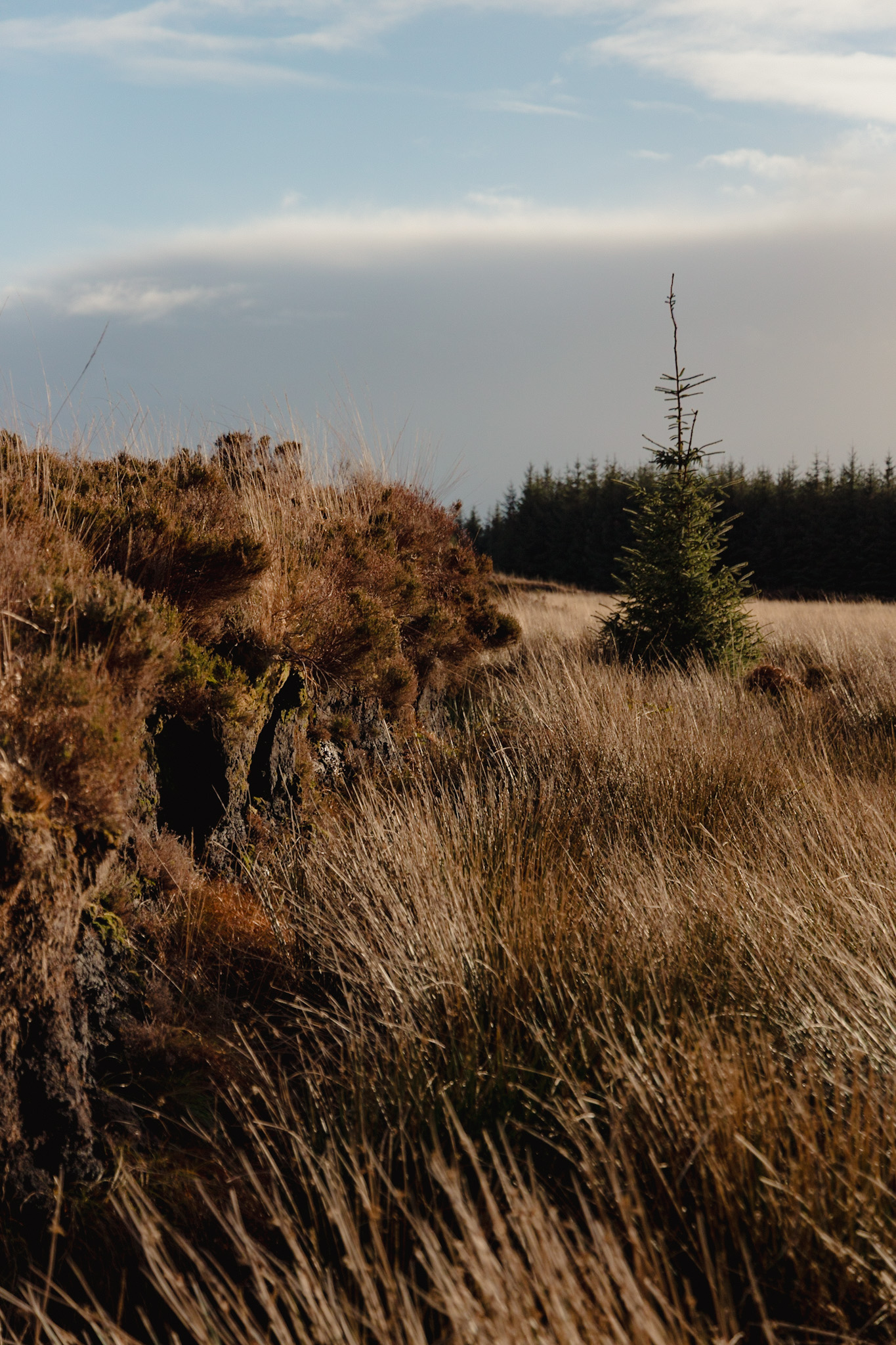 Peat hag with lone spruce under moody sky